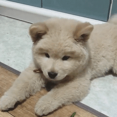 [대화가필요한개냥] 나인뮤지스 경리와 사랑스러운 반려견 시로.jpg | 인스티즈