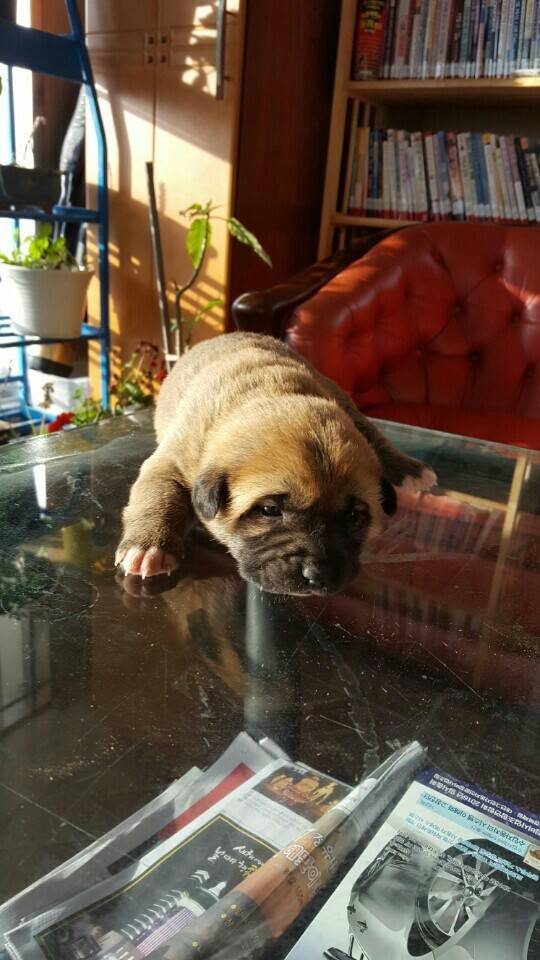 역씌 똥강아지다 | 인스티즈