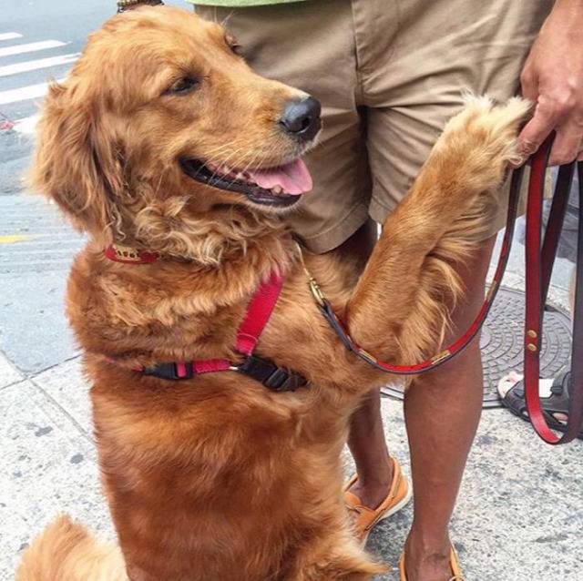 주인을 너무 사랑해 항상 꼭 껴안는 멍멍이 | 인스티즈
