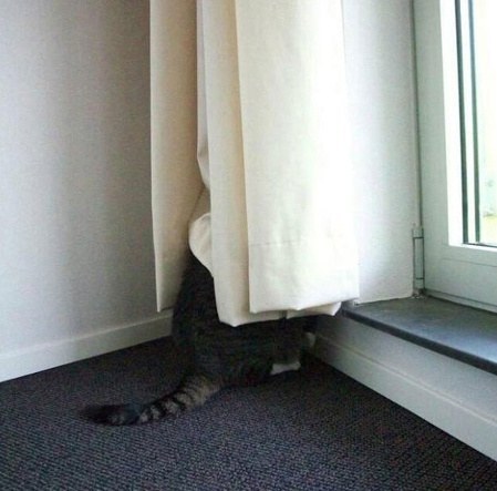 혼낼때 동물들 반응 | 인스티즈