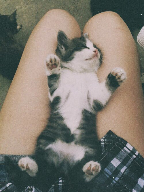 고양이 키우는 사람들이 들으면 상처받는 말들 | 인스티즈