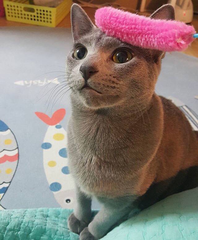 순딩이가 많고 러블리하게 생긴 고양이 러시안 블루.jpgif (줄여서도 러블인것) | 인스티즈