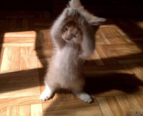 혼낼때 동물들 반응 | 인스티즈