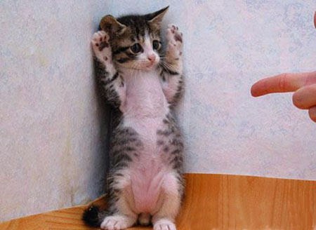 혼낼때 동물들 반응 | 인스티즈