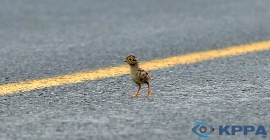 몸에도 좋고 맛있는 닭 | 인스티즈