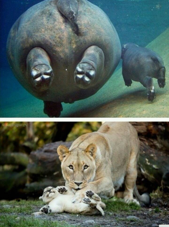 새끼를 안는 어미들의 표정 | 인스티즈