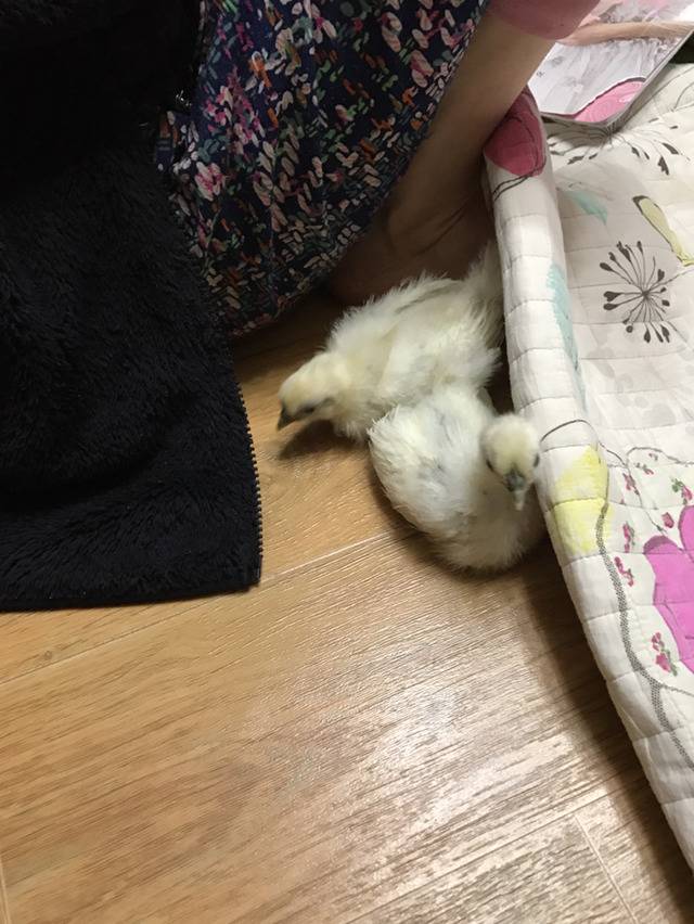 걍 병아리 사진 | 인스티즈