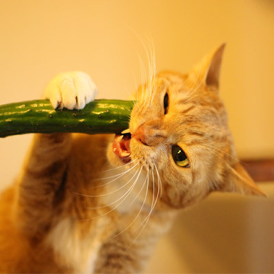 고양이에게 오이를 줘보자! | 인스티즈