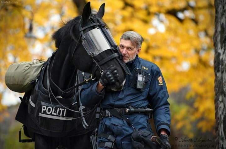 노르웨이의 기마경찰 | 인스티즈