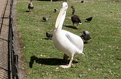 비둘기 잡아먹는 펠리컨.gif | 인스티즈