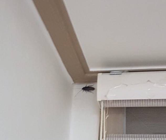 집에 도착해서 불을 켰는데 다음과 같은 상황이라면?? | 인스티즈