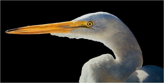 겁나게 노력해도 천재를 이기기 힘든 이유 | 인스티즈