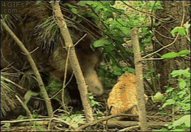 겁 없는 고양이 .GIF | 인스티즈