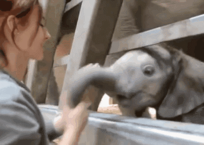 아기 코끼리 쓰다듬기 | 인스티즈