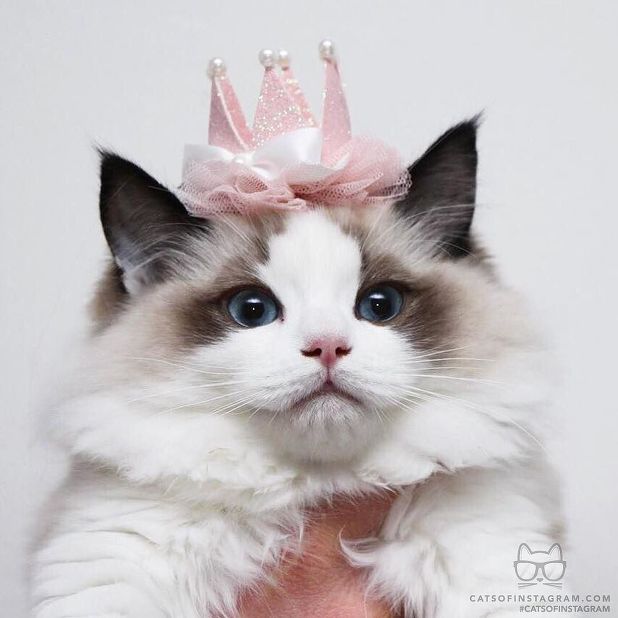 2016 뷰티캣 수상냥이들 | 인스티즈