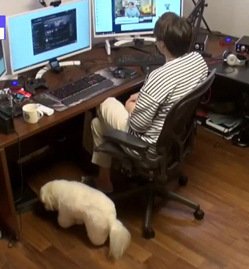 랜선라이프에 잠깐 나온 단추(댕댕이)가 너무 귀여워서 쪄보는 글 | 인스티즈