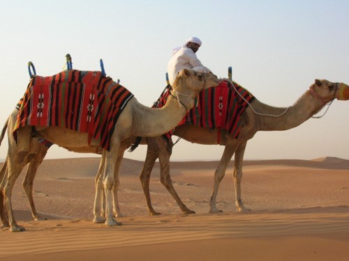 낙타 우유에 대한 고찰.jpg | 인스티즈