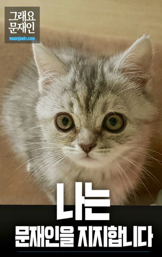 손녀 냥이까지 유세에 이용하는 조응천 의원 | 인스티즈