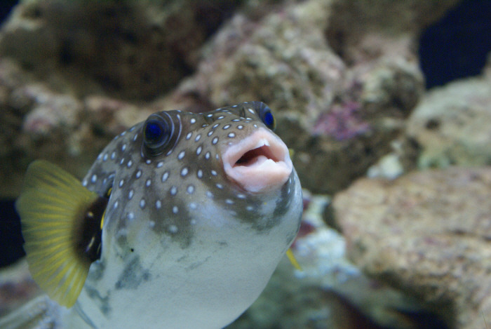 먹는 회중에 가장 조심해야할 물고기.jpg | 인스티즈