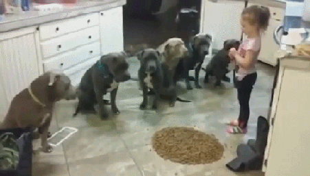 핏불테리어 조련하는 여자 | 인스티즈