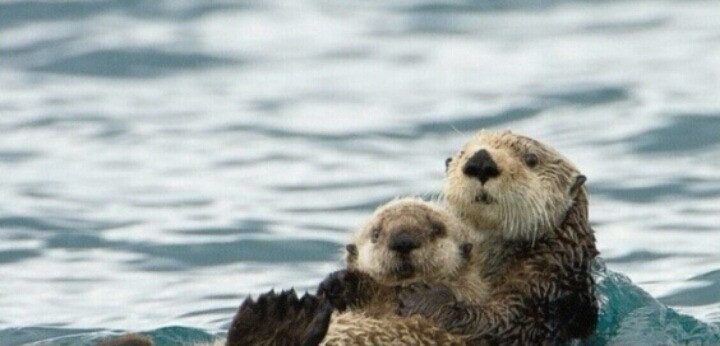 새끼를 안는 어미들의 표정 | 인스티즈