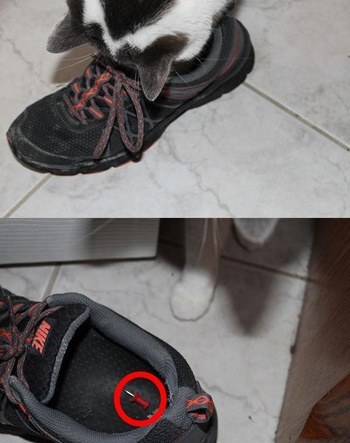 혼낼때 동물들 반응 | 인스티즈