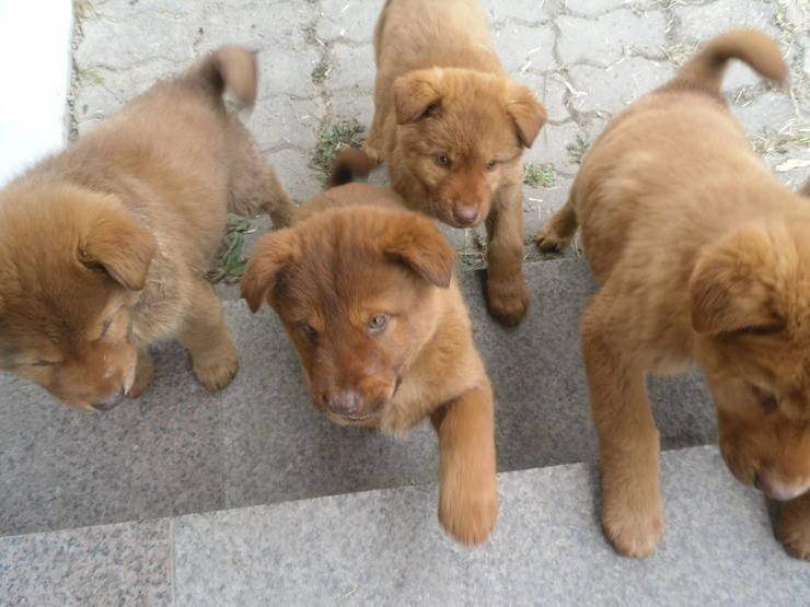 우리나라사람들이 잘모르는 우리나라 토종개 | 인스티즈