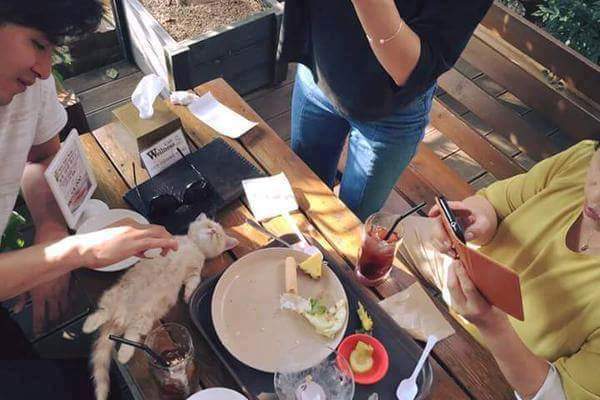 밥먹다 잠든 고양이 | 인스티즈