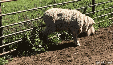 개의 위협 .GIF | 인스티즈