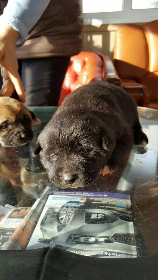 역씌 똥강아지다 | 인스티즈