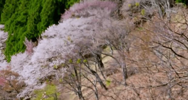 봄이 오면 볼 수 있는 모습 | 인스티즈