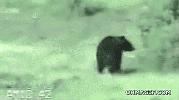 곰이 무서워 하는 것 | 인스티즈