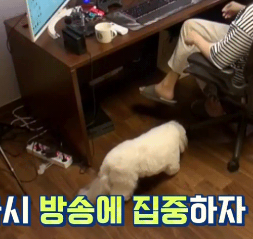 랜선라이프에 잠깐 나온 단추(댕댕이)가 너무 귀여워서 쪄보는 글 | 인스티즈