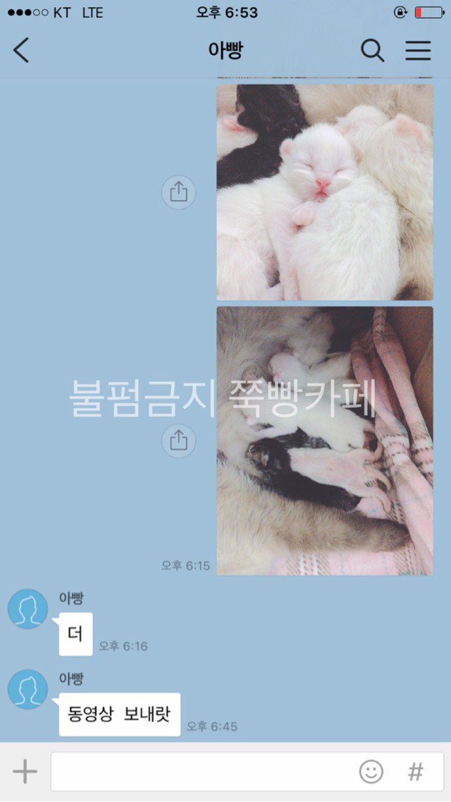 고양이는 다 요물이라며 갖다버리라던 아버지 | 인스티즈