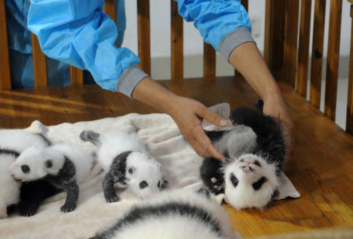 중국 판다 유치원 개학식 | 인스티즈