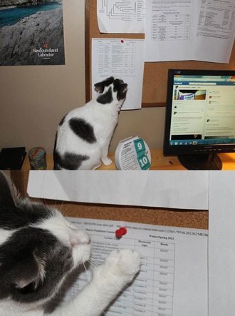 혼낼때 동물들 반응 | 인스티즈