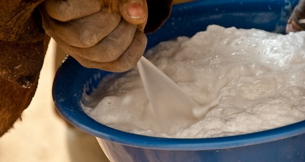 낙타 우유에 대한 고찰.jpg | 인스티즈