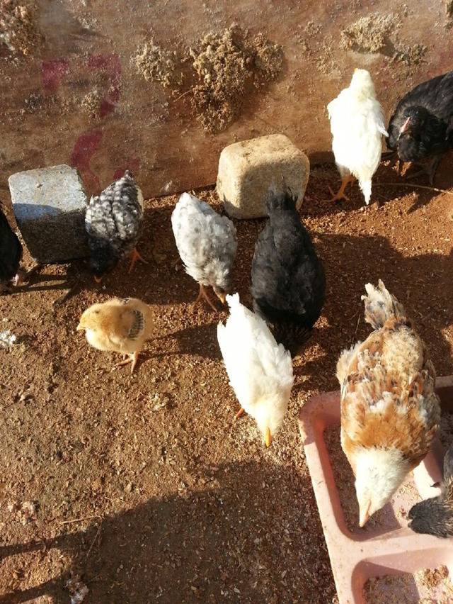 걍 병아리 사진 | 인스티즈