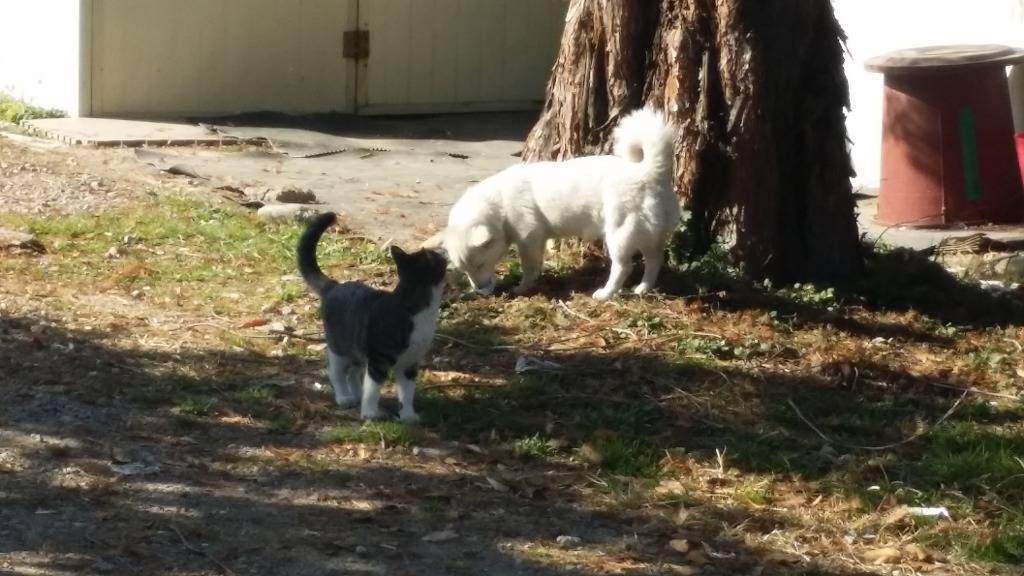 유난히 사이좋은 고양이와 개.jpg | 인스티즈