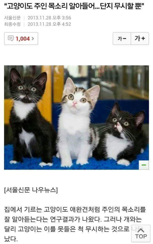 고양이도 주인목소리 알아듣는다.jpg | 인스티즈