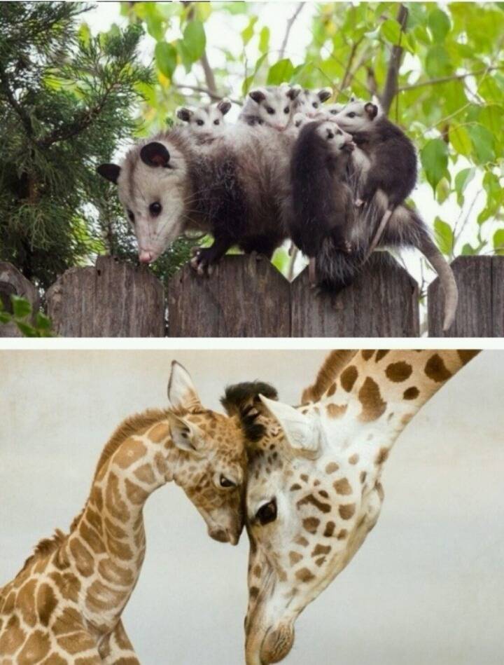 새끼를 안는 어미들의 표정 | 인스티즈