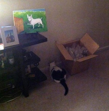 혼낼때 동물들 반응 | 인스티즈