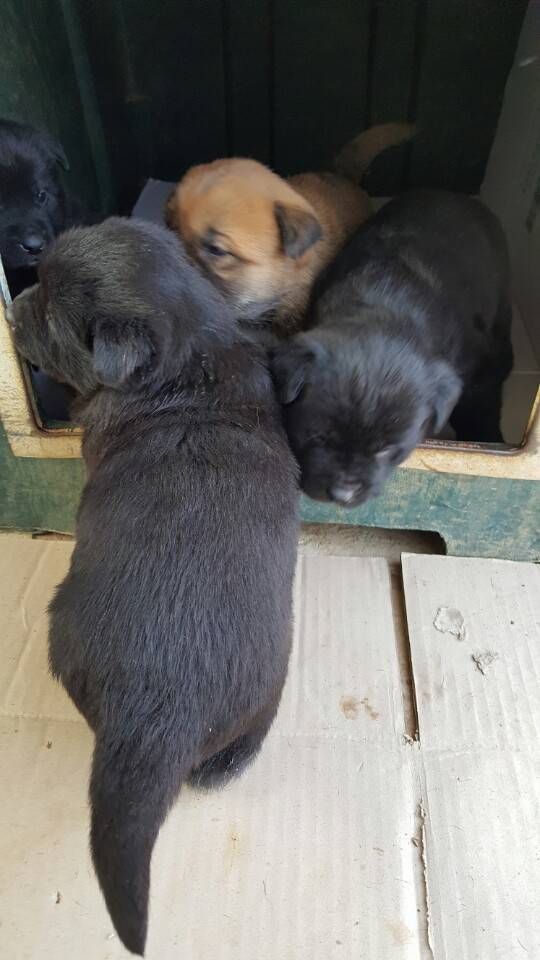 역씌 똥강아지다 | 인스티즈