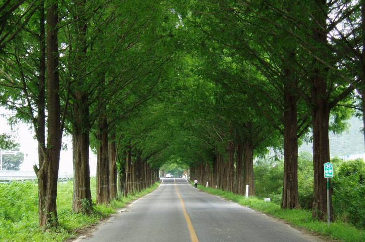 아름다운 나무 터널.jpg | 인스티즈