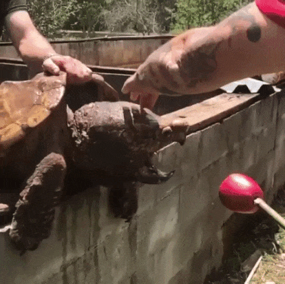 입 벌려 사과 들어간다 | 인스티즈