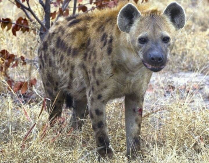 이 맹수들중에 한마리를 키워야한다면? | 인스티즈