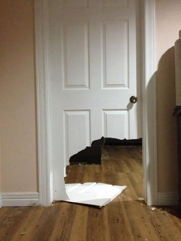 집에 애완동물을 혼자두면 안되는 이유! | 인스티즈