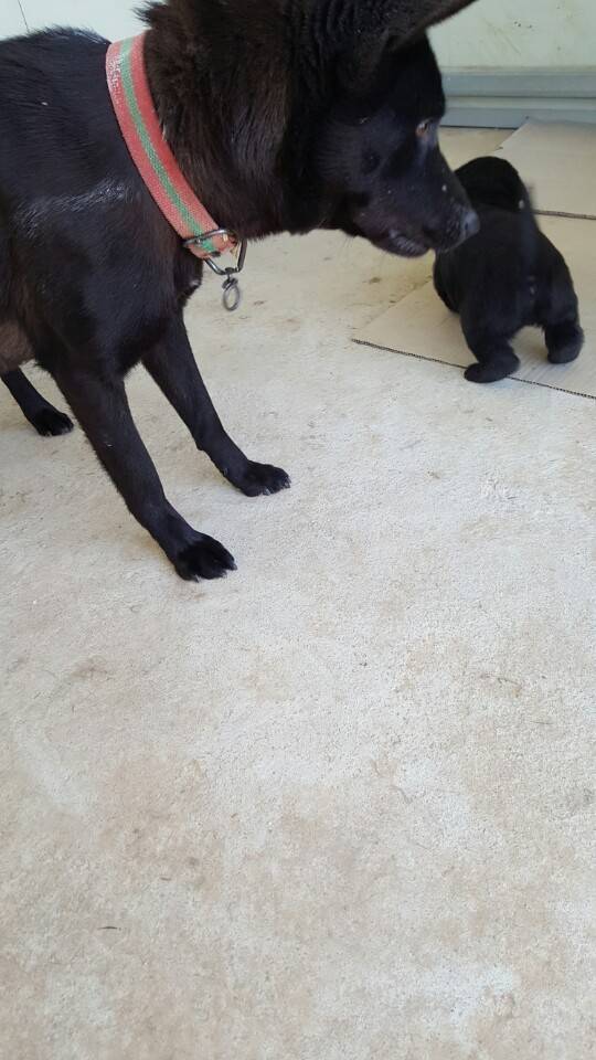 역씌 똥강아지다 | 인스티즈