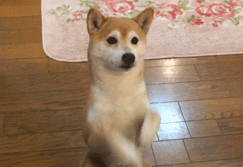 우리의 맴을 따스하게 데워줄 냥&댕모음 | 인스티즈