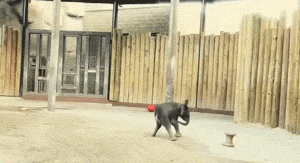 태어나긴 코끼리로태어났는데 .. 코끼리가 뭔지잘모르는듯? | 인스티즈